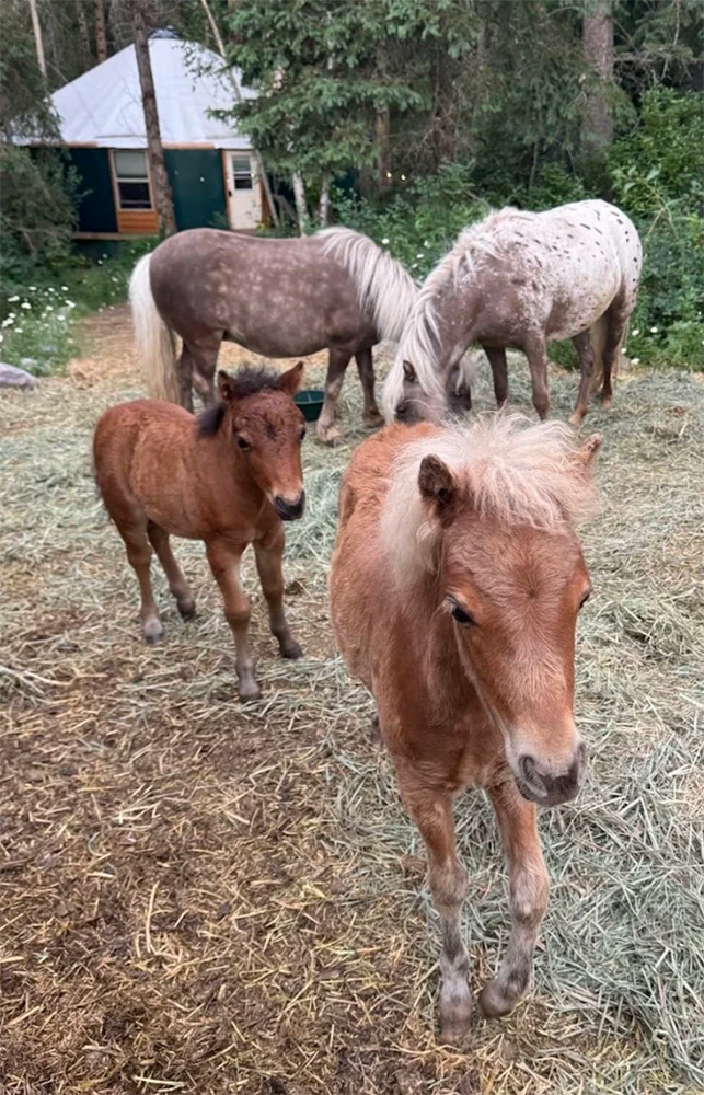 Four miniature horses in a straw-strewn paddock at Blue Star, two grazing by a green cabin behind and two walking toward the camera, the nearest a pale chestnut with a long flaxen forelock.